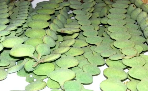 वियाग्रा से भी कई गुना ज्यादा ताकतवर हैं यह फली, बस खाने का सही तरीका जान लो