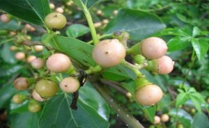 Bhokar Fruit Benefits
