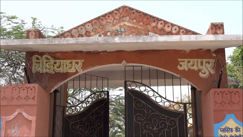 Jaipur Ka Chidiya Ghar – टाइम-टेबल, प्रवेश शुल्क, पता, पशु-पक्षियों की