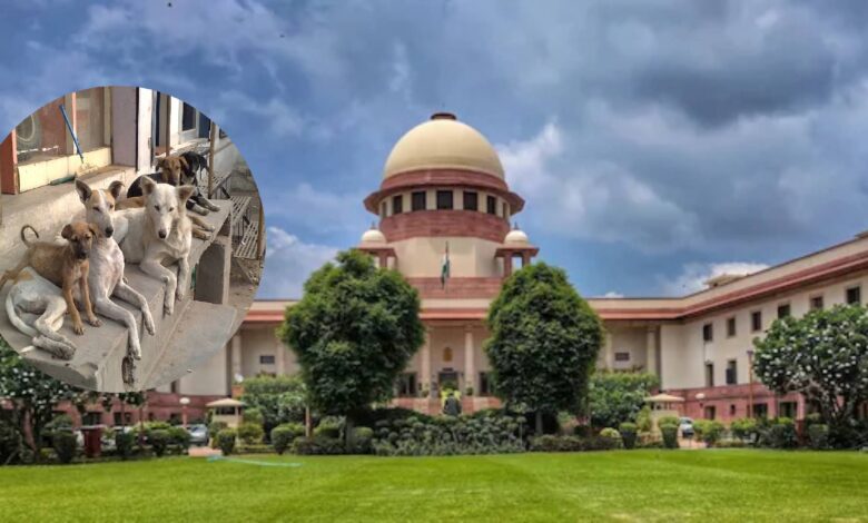 Supreme Court orders removal of stray dogs from public places within 8 weeks