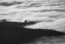 bird-travels-13500-km-pacific-ocean