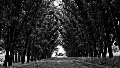 brother-kills-sister-in-delhi