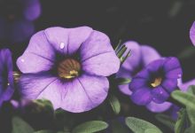 brother-violence-against-sister