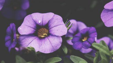 brother-violence-against-sister