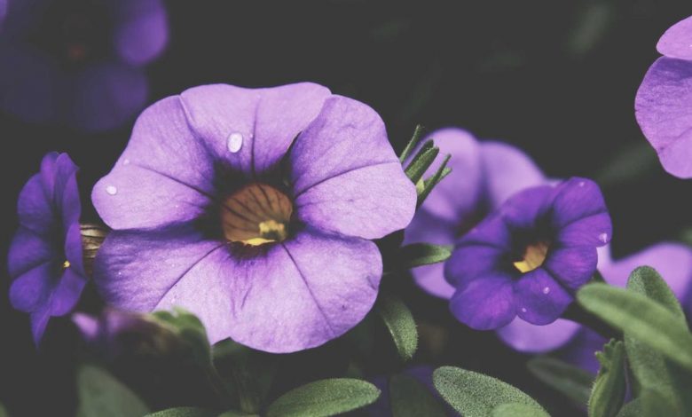 brother-violence-against-sister