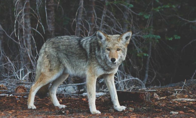 chickenpox-prevention-medication-distribution