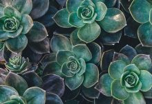 chief-election-commissioner-scolds-bengal-dg