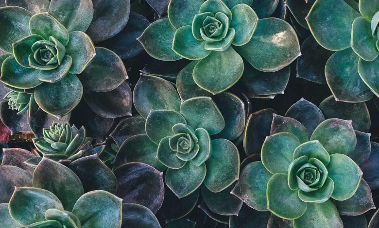 chief-election-commissioner-scolds-bengal-dg