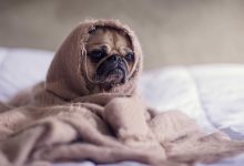 creta-sierra-challenge-new-launch