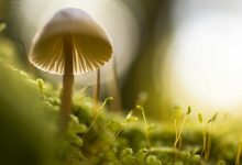 crude-oil-prices-iran-war-impact