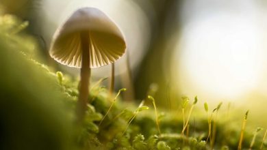 crude-oil-prices-iran-war-impact