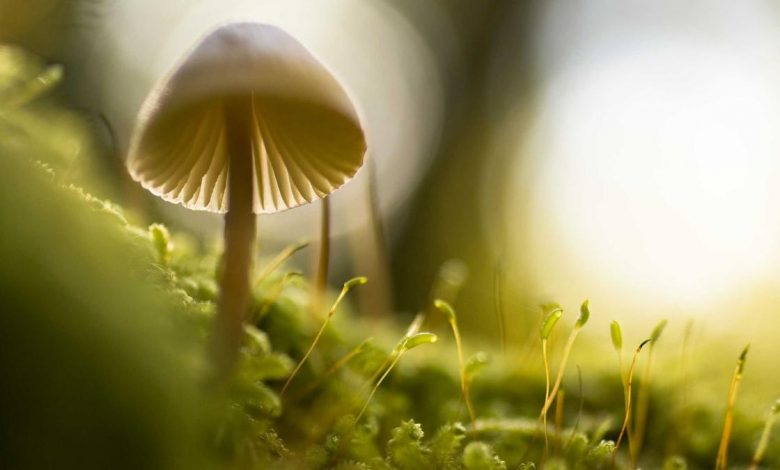 crude-oil-prices-iran-war-impact