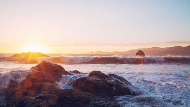 ctet-answer-key-2026-download