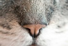 ear-rings-hole-reduction-methods