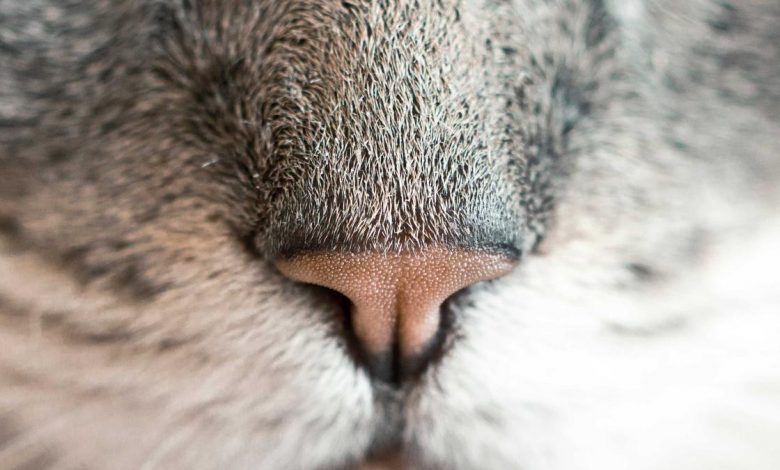 ear-rings-hole-reduction-methods