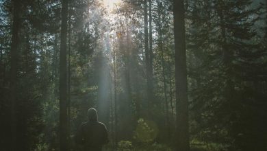 falgunis-performance-t20-world-cup-final