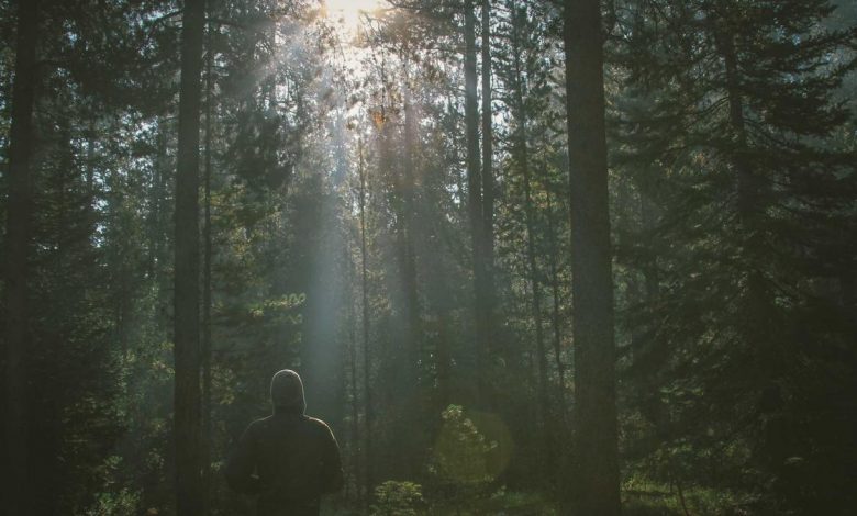 falgunis-performance-t20-world-cup-final