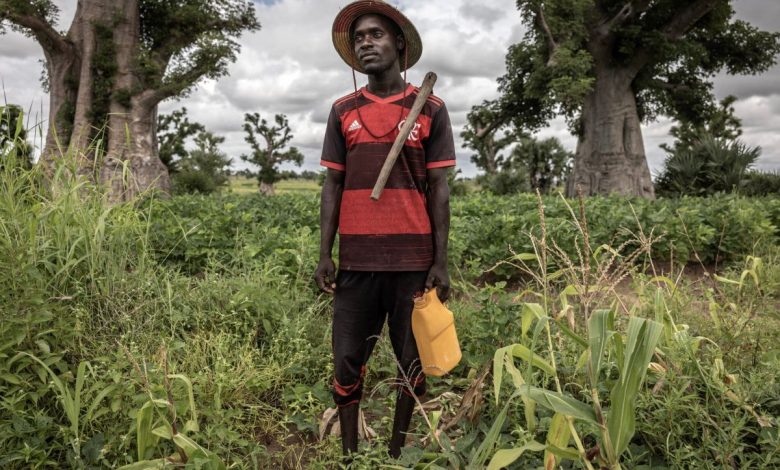 fertilizer-crisis-africa-america