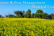 fungal-disease-in-mustard-crops