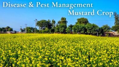 fungal-disease-in-mustard-crops