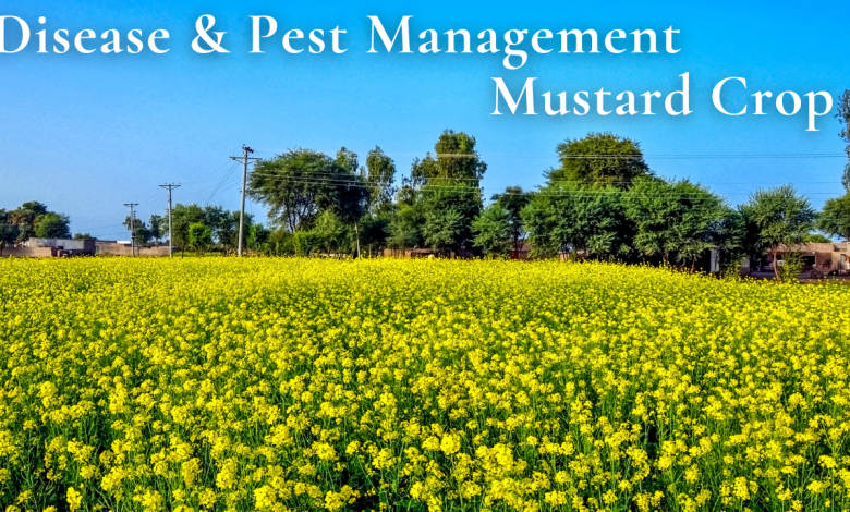 fungal-disease-in-mustard-crops