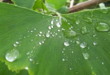 gold-silver-rates-fall-today