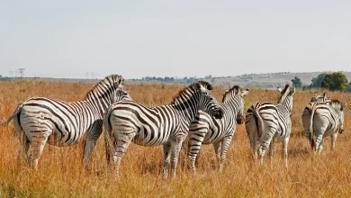 great-indian-bustard-baby-sighted-in-gujarat
