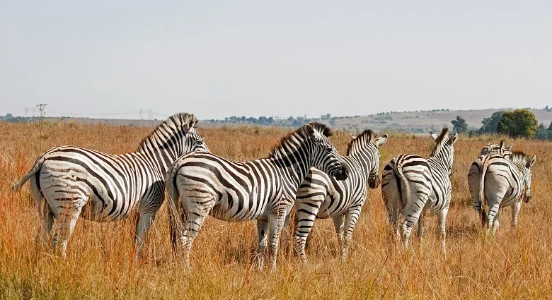great-indian-bustard-baby-sighted-in-gujarat