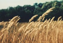 hardik-mahika-romantic-t20-world-cup