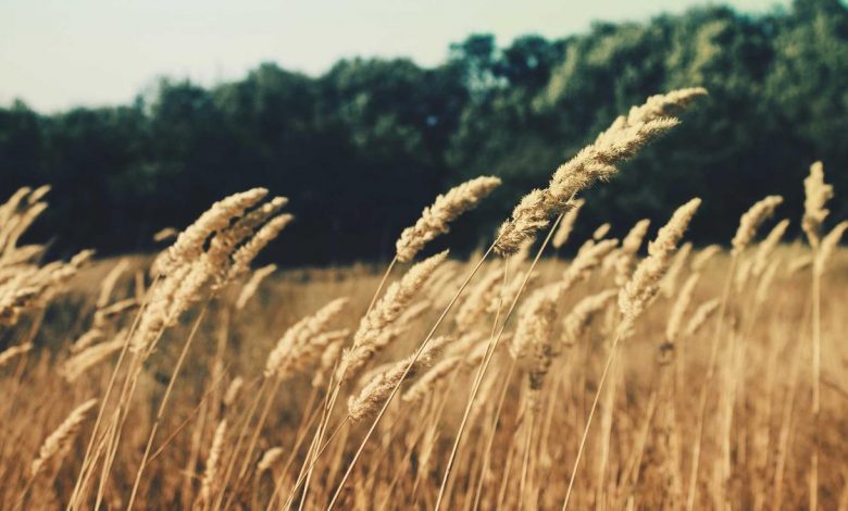 hardik-mahika-romantic-t20-world-cup