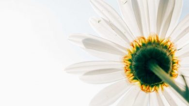 india-exposes-pakistan-terrorism-un