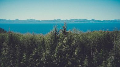 india-world-champion-suryakumar-yadav-future