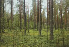 insulin-resistance-causes-and-solutions