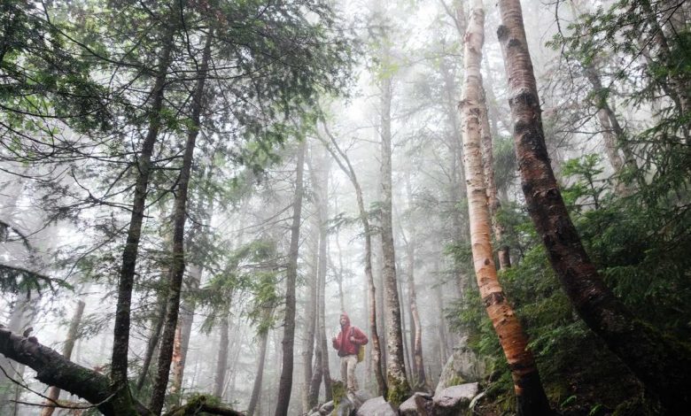 iran-minister-comments-russia-aid