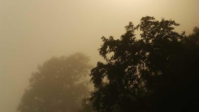 iran-russia-role-araghchi-revealed