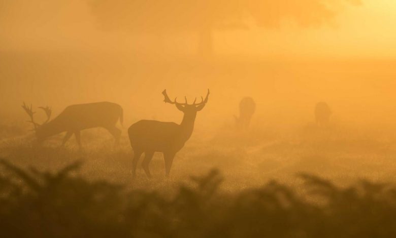 iran-war-dubai-tv-reporter-family