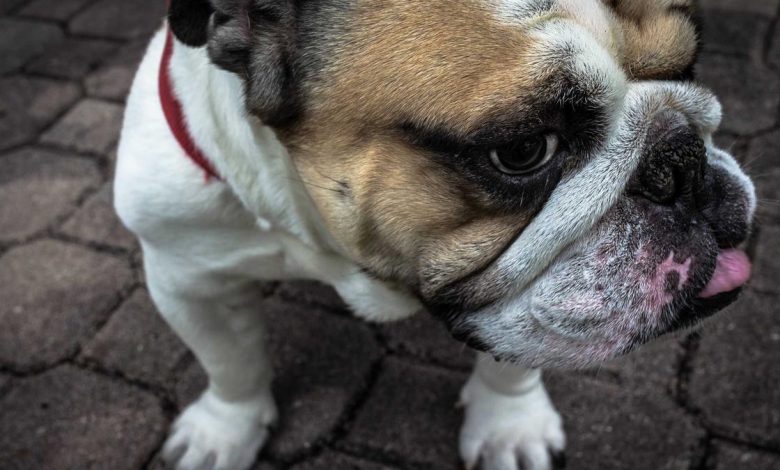 justice-dipankar-dutta-collegium-issues