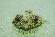 karina-kapoor-comments-on-animal-dhurandhar