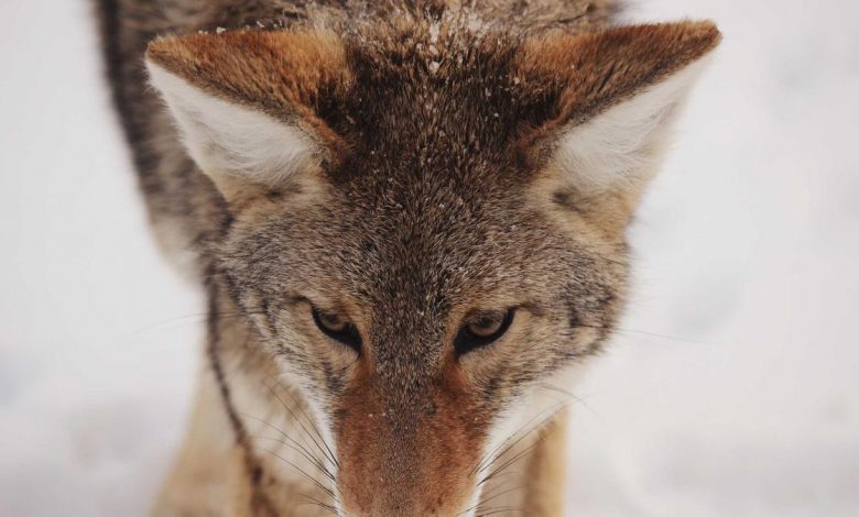 lata-mangeshkar-song-director-incident