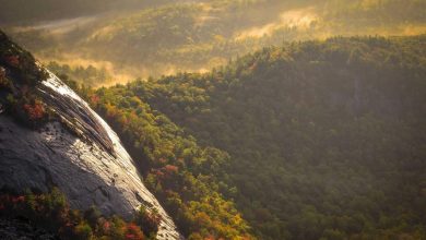 maithili-thakur-emotional-video-bjp-mla