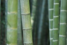 mamata-banerjee-calls-for-modi-resignation