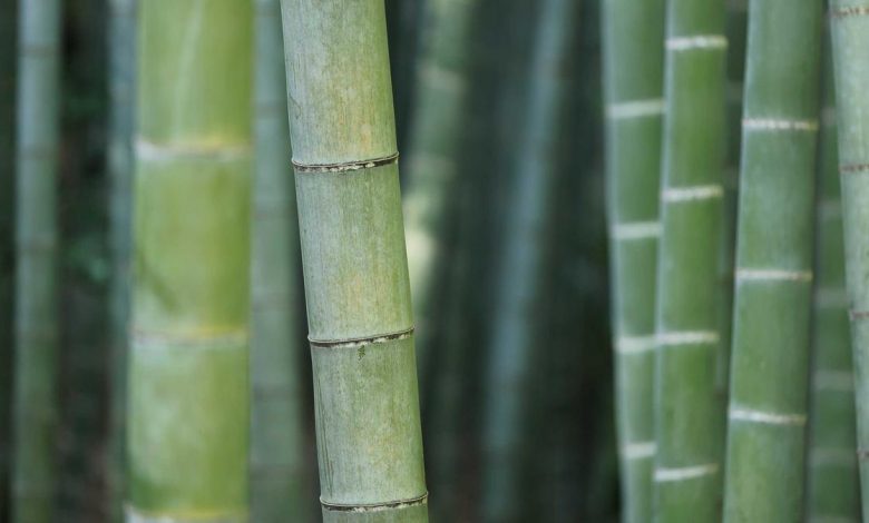 mamata-banerjee-calls-for-modi-resignation