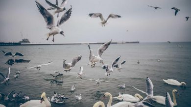 measles-outbreak-madhya-pradesh