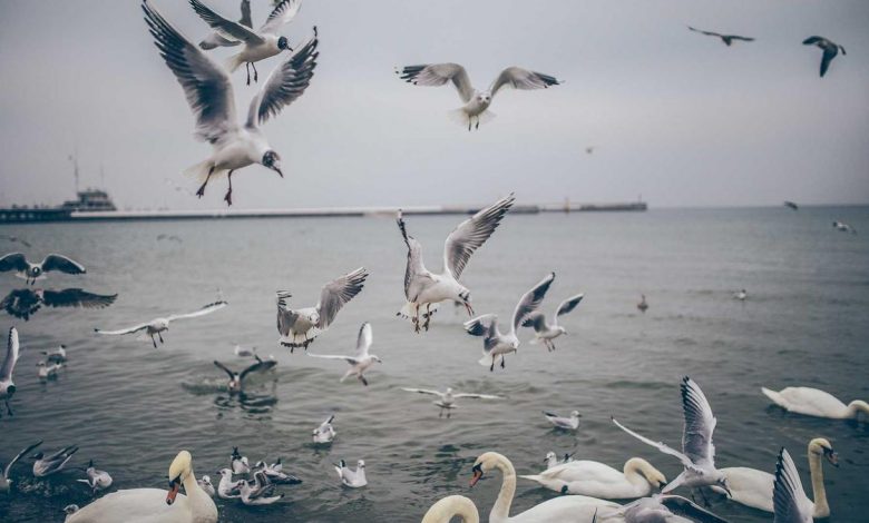 measles-outbreak-madhya-pradesh