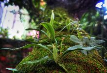 microsoft-launches-new-hybrid-xbox