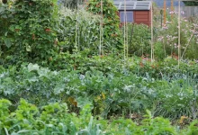 mojatba-survives-missile-attack