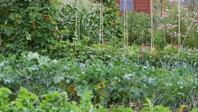 mojatba-survives-missile-attack