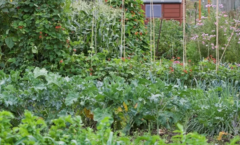 mojatba-survives-missile-attack