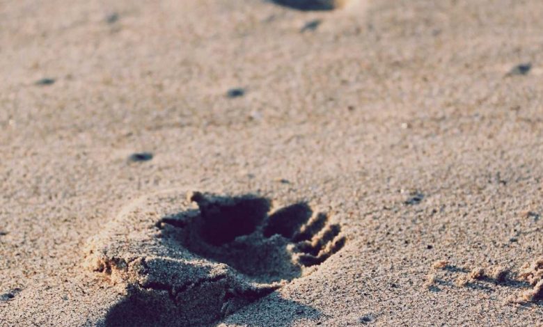 motorola-new-foldable-5g-phone