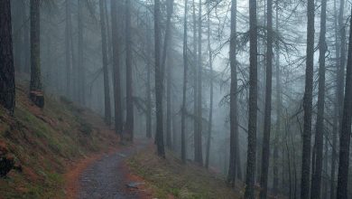 must-watch-ott-documentary-series